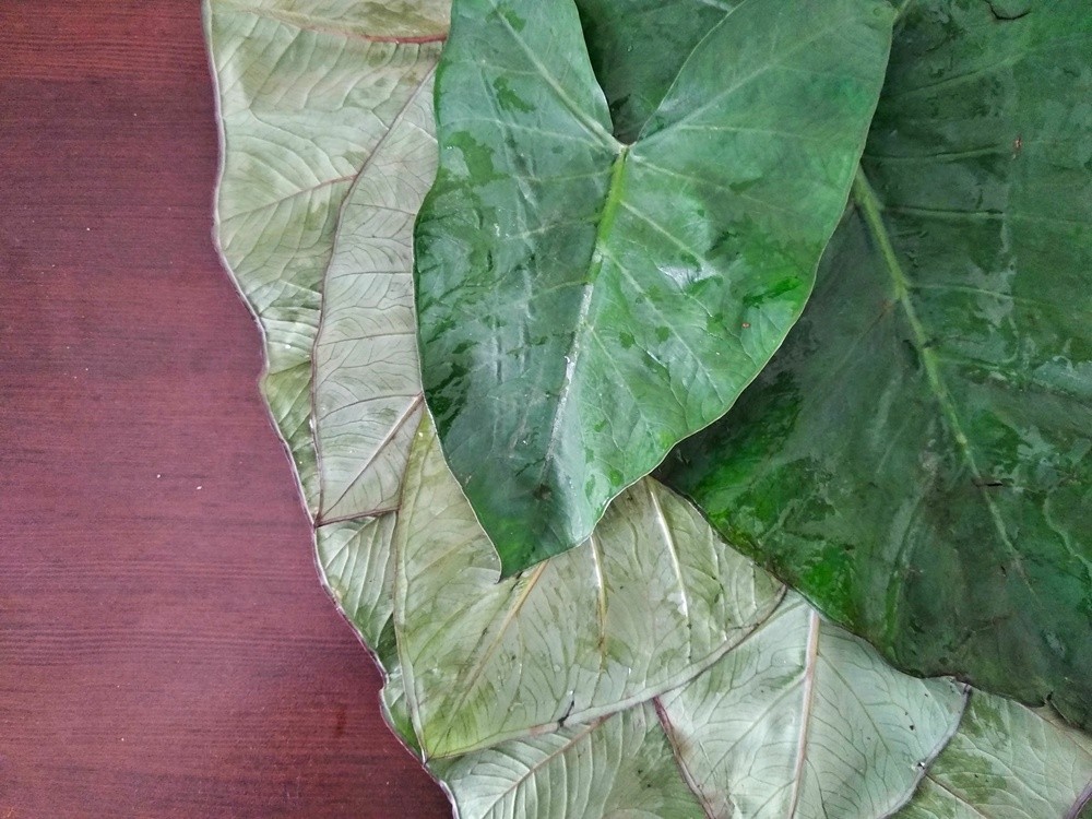 patrado colocasia leaves.