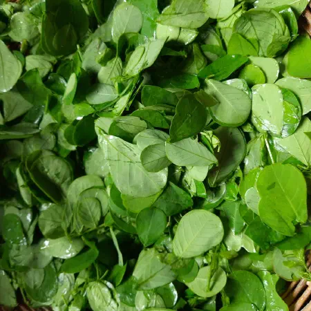 leaves